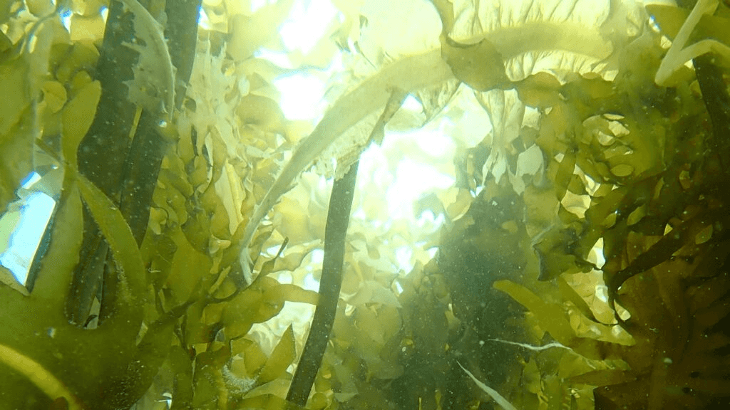 「海の森」創造の記事へのリンク